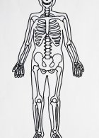 Tegning af skelet
